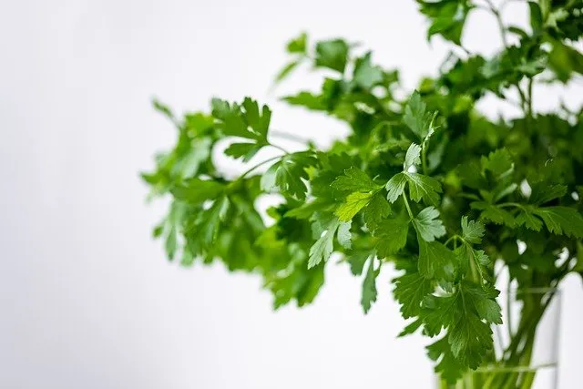 Zastosowanie kolendry w medycynie naturalnej